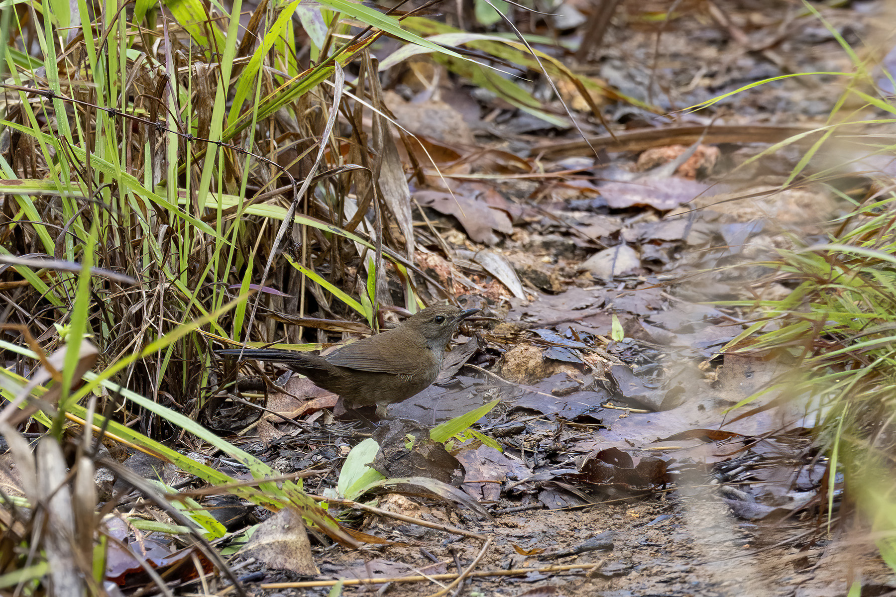 Javan Bush Warbler (image by Dáni Balla)