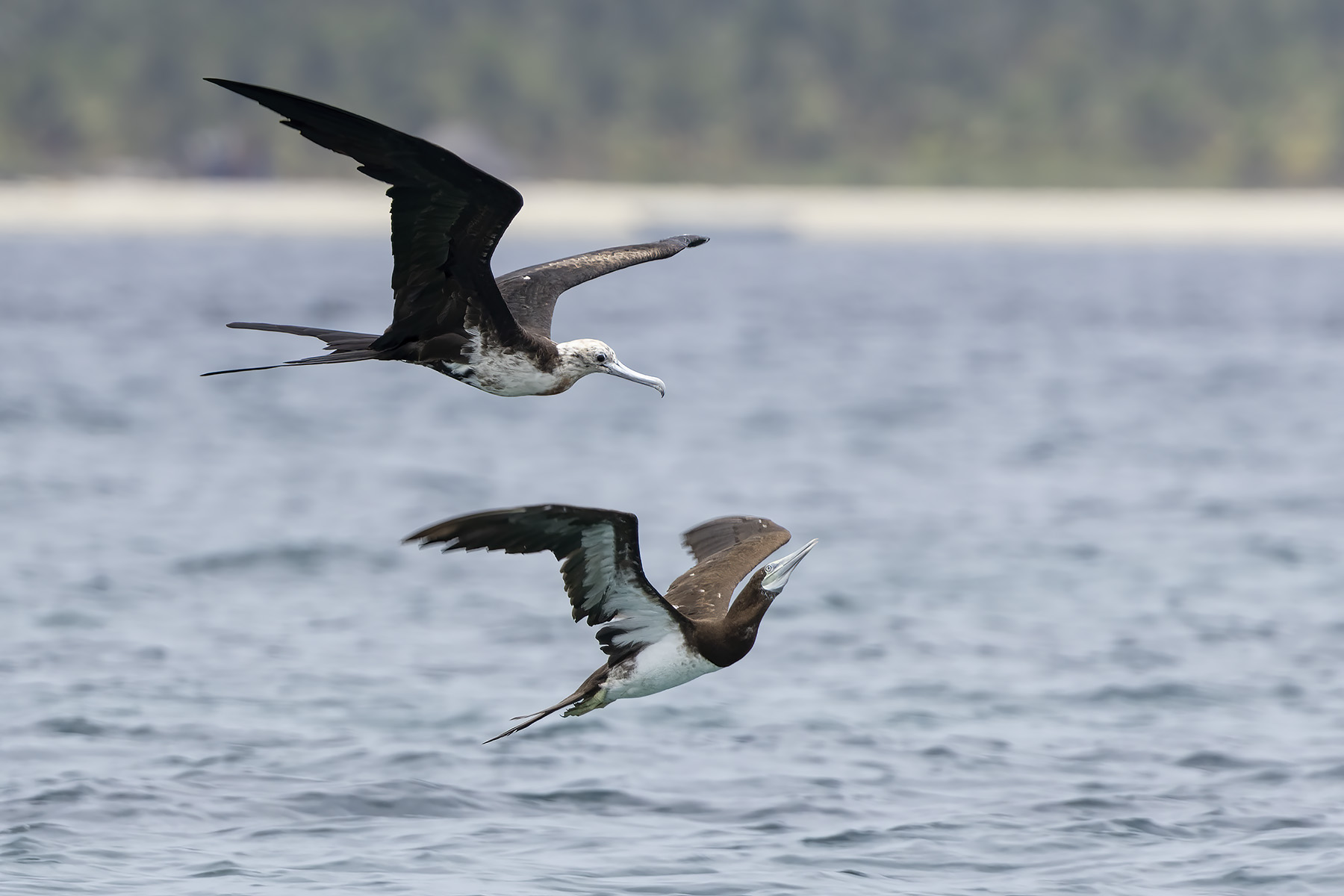 Lesser Frigatebird & Brown Booby (image by Dáni Balla)