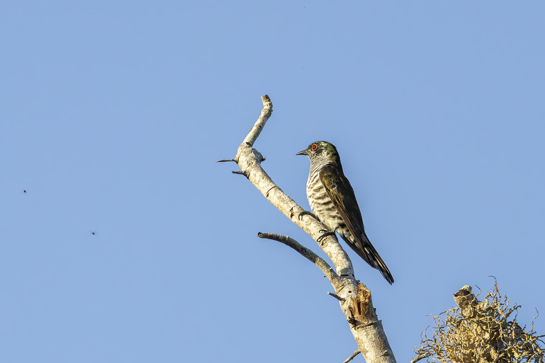 Little Bronze Cuckoo (image by Dáni Balla)