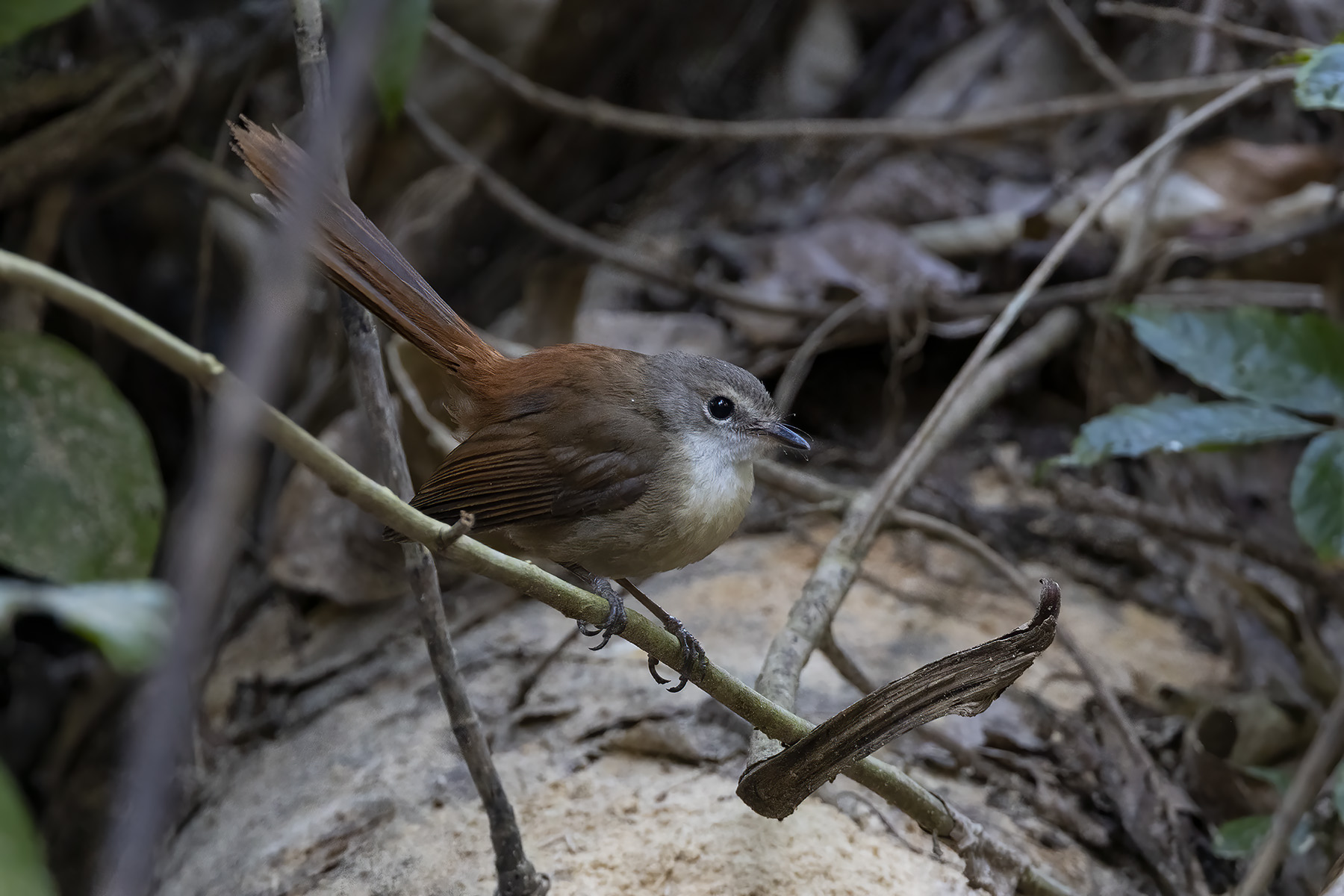Long-tailed Fantail (image by Dáni Balla)