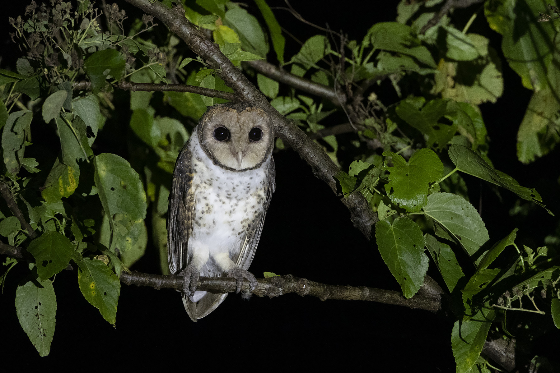 Moluccan Masked Owl (image by Dáni Balla)