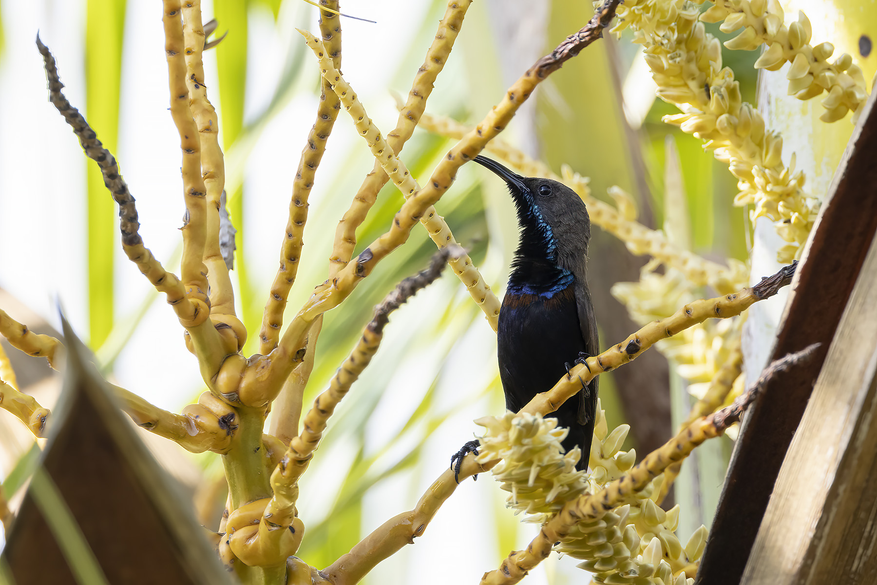 Olive-backed Sunbird ssp teysmanni (image by Dáni Balla)