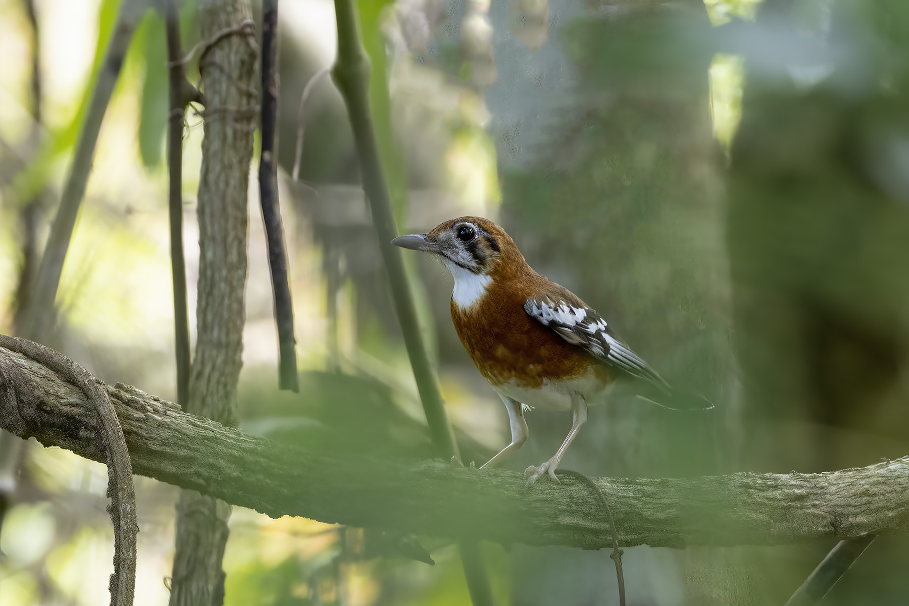 Orange-sided Thrush (image by Dáni Balla)