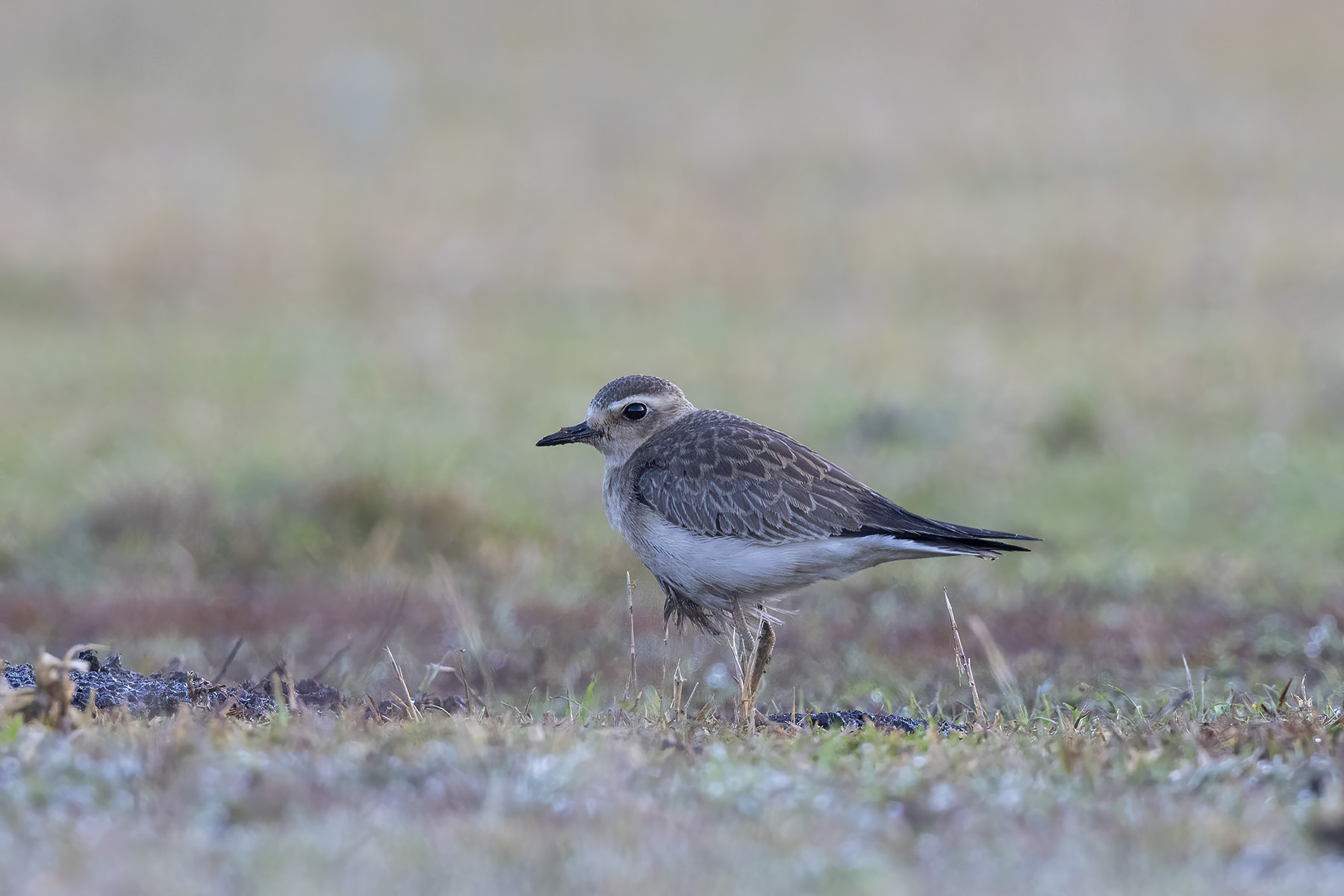 Oriental Plover (image by Dáni Balla)