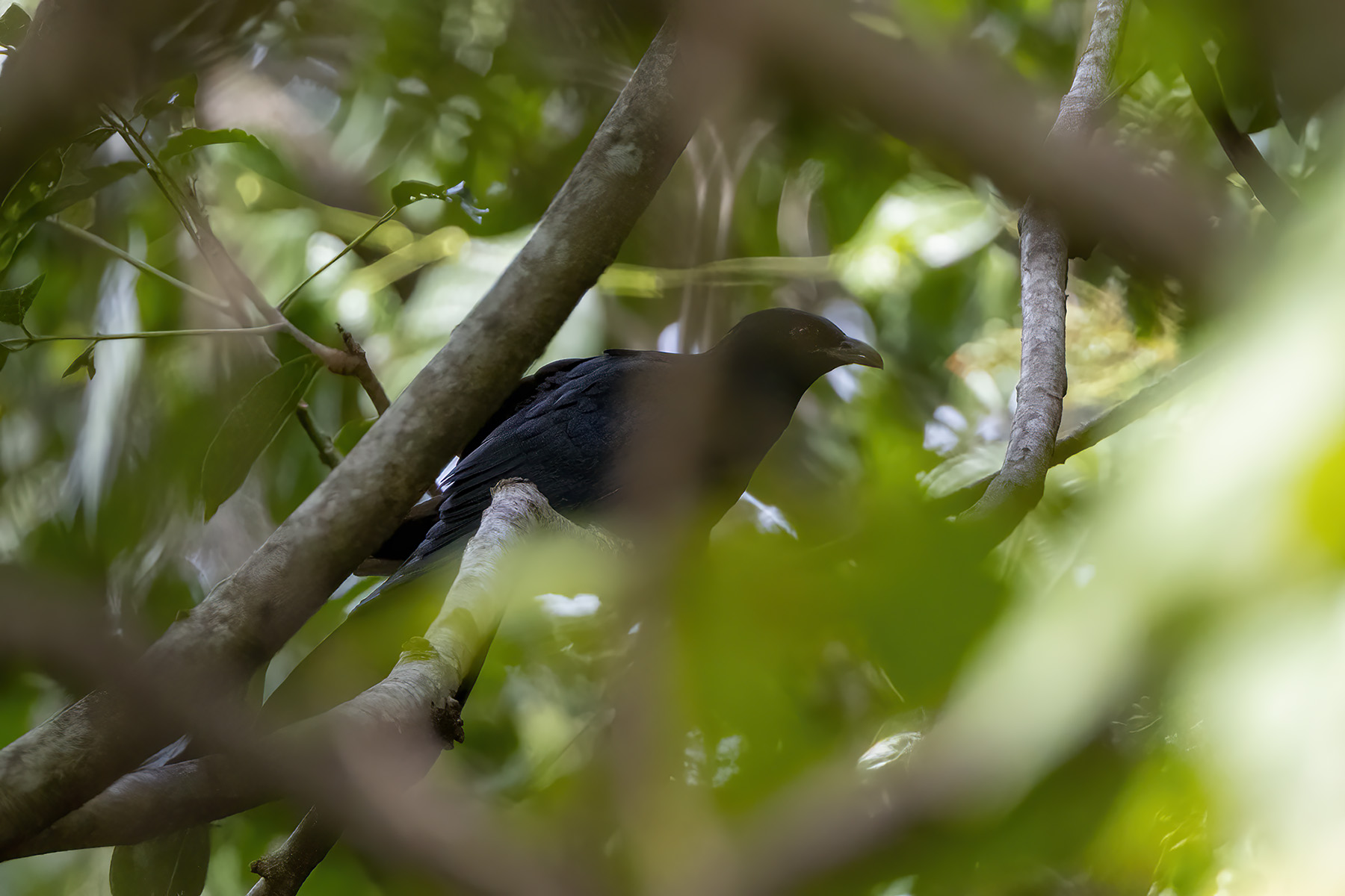 Pacific Koel (image by Dáni Balla)