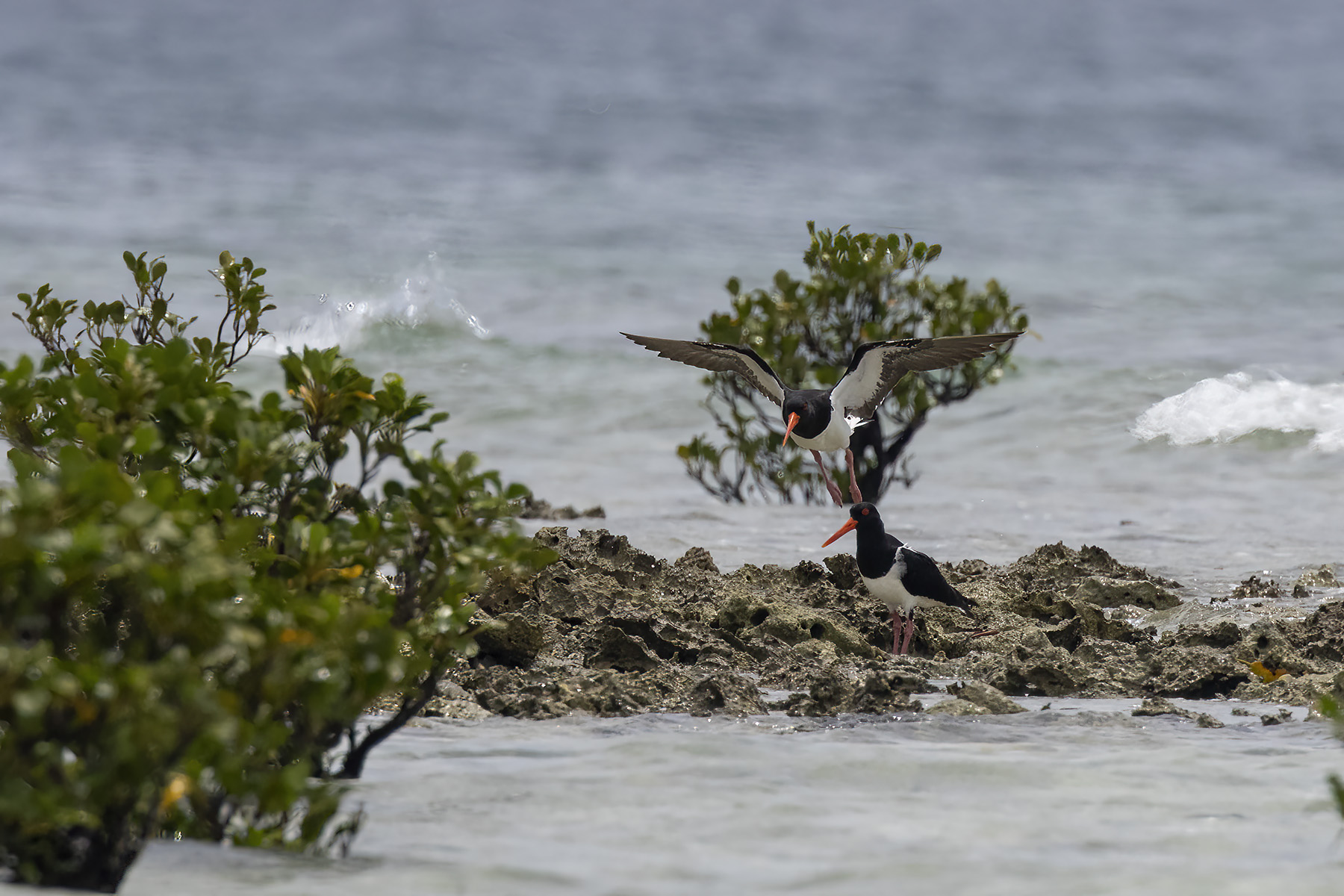Pied Oystercatcher (image by Dáni Balla)