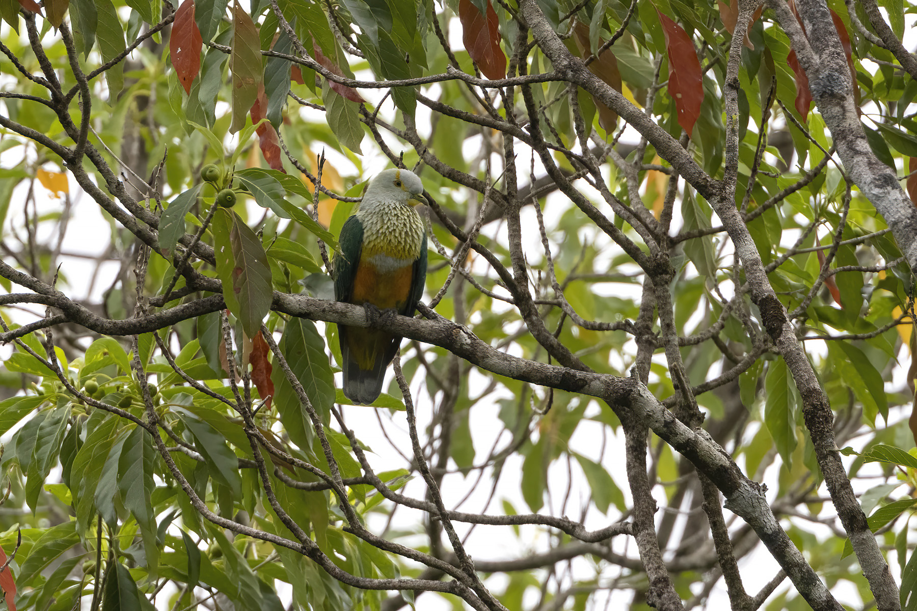 Rose-crowned Fruit Dove (image by Dáni Balla)