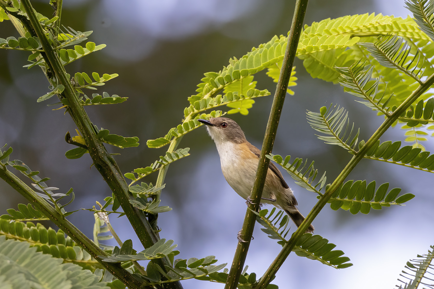 Rufous-sided Gerygone (image by Dáni Balla)