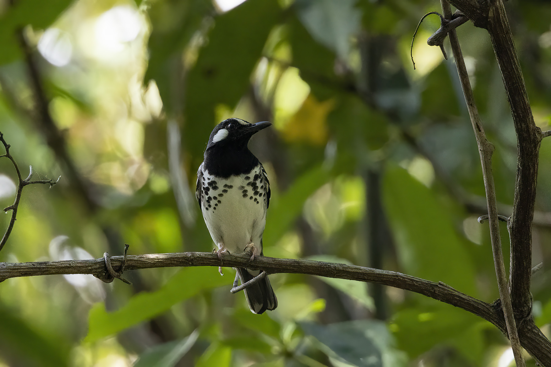 Slaty-backed Thrush (image by Dáni Balla)