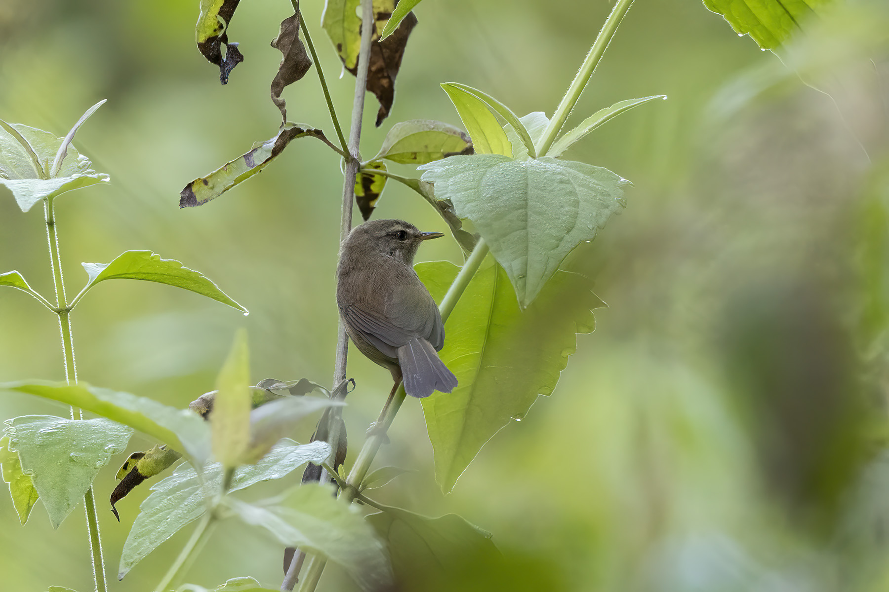 Sunda Bush Warbler (image by Dáni Balla)