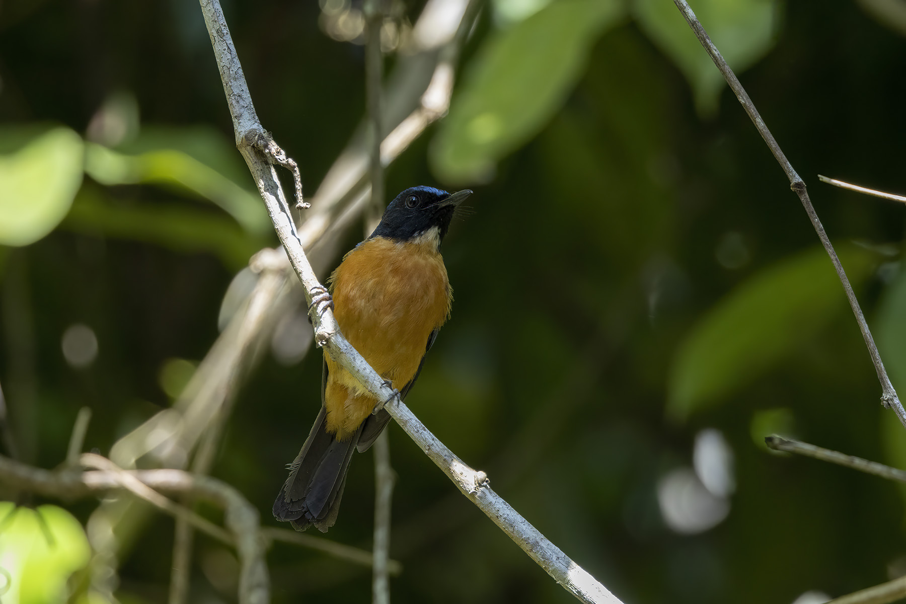 Tanahjampea Blue Flycatcher (image by Dáni Balla)