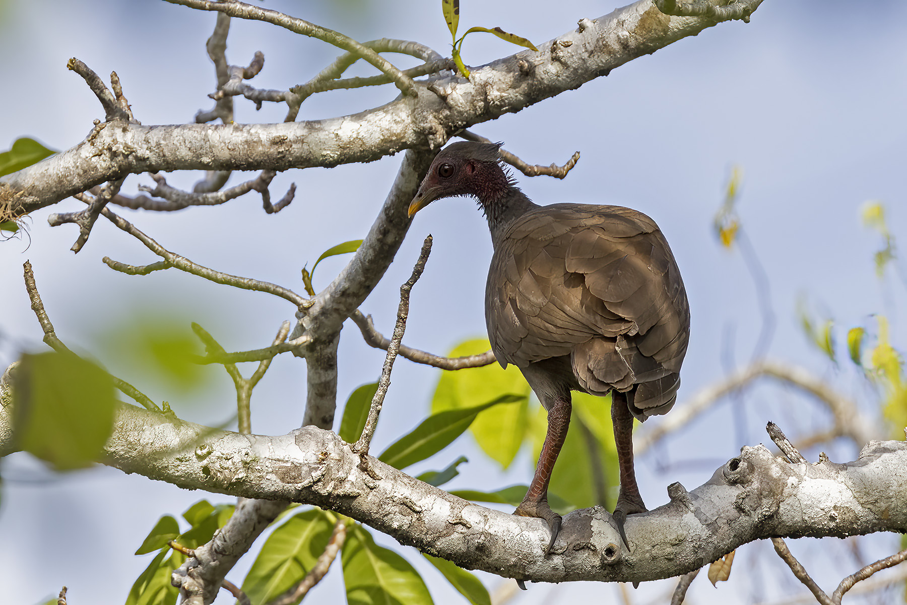 Tanimbar Megapode (image by Dáni Balla)