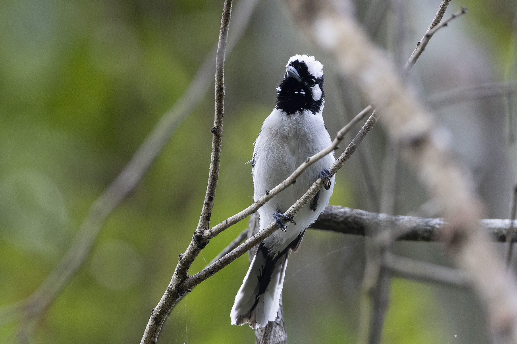 Tanimbar Monarch (image by Dáni Balla)