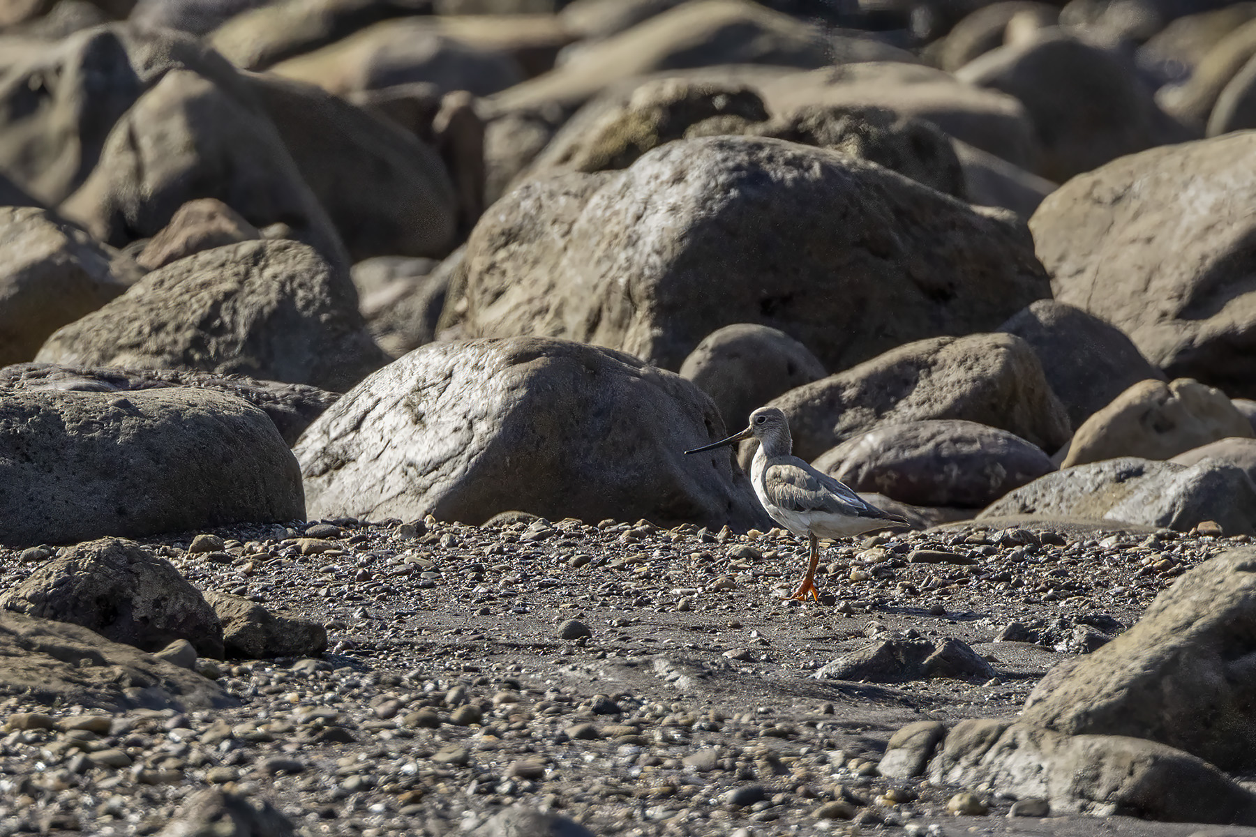 Terek Sandpiper (image by Dáni Balla)