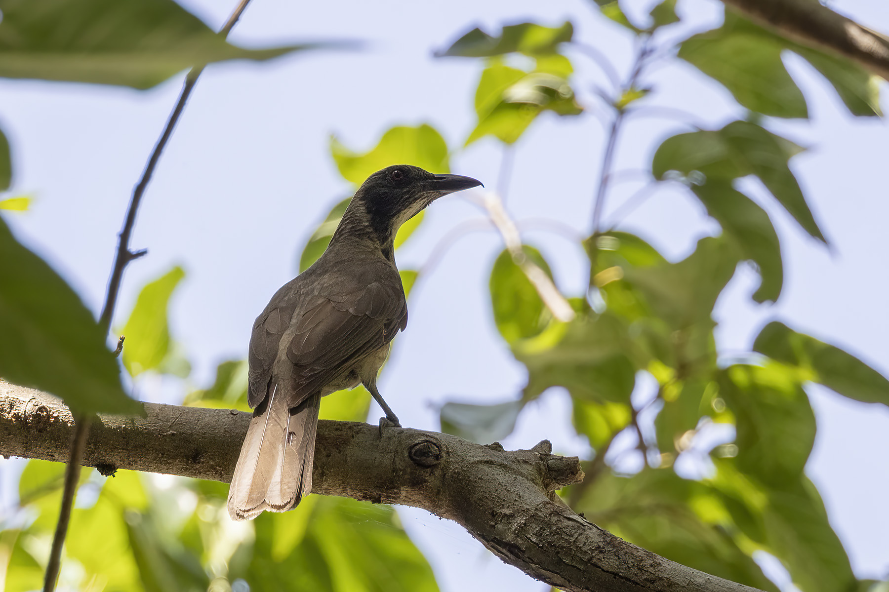 Wetar Oriole (image by Dáni Balla)