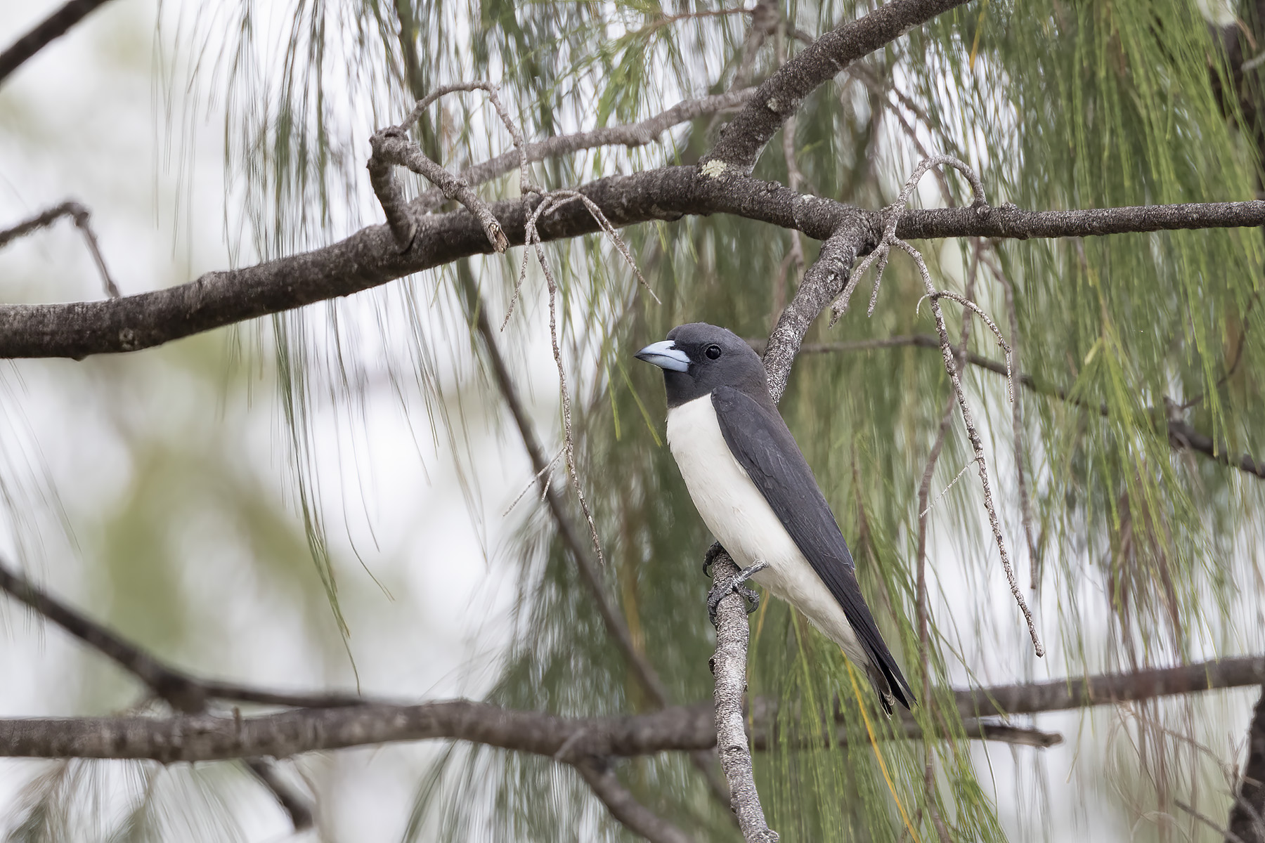 White-breasted Woodswallow (image by Dáni Balla)