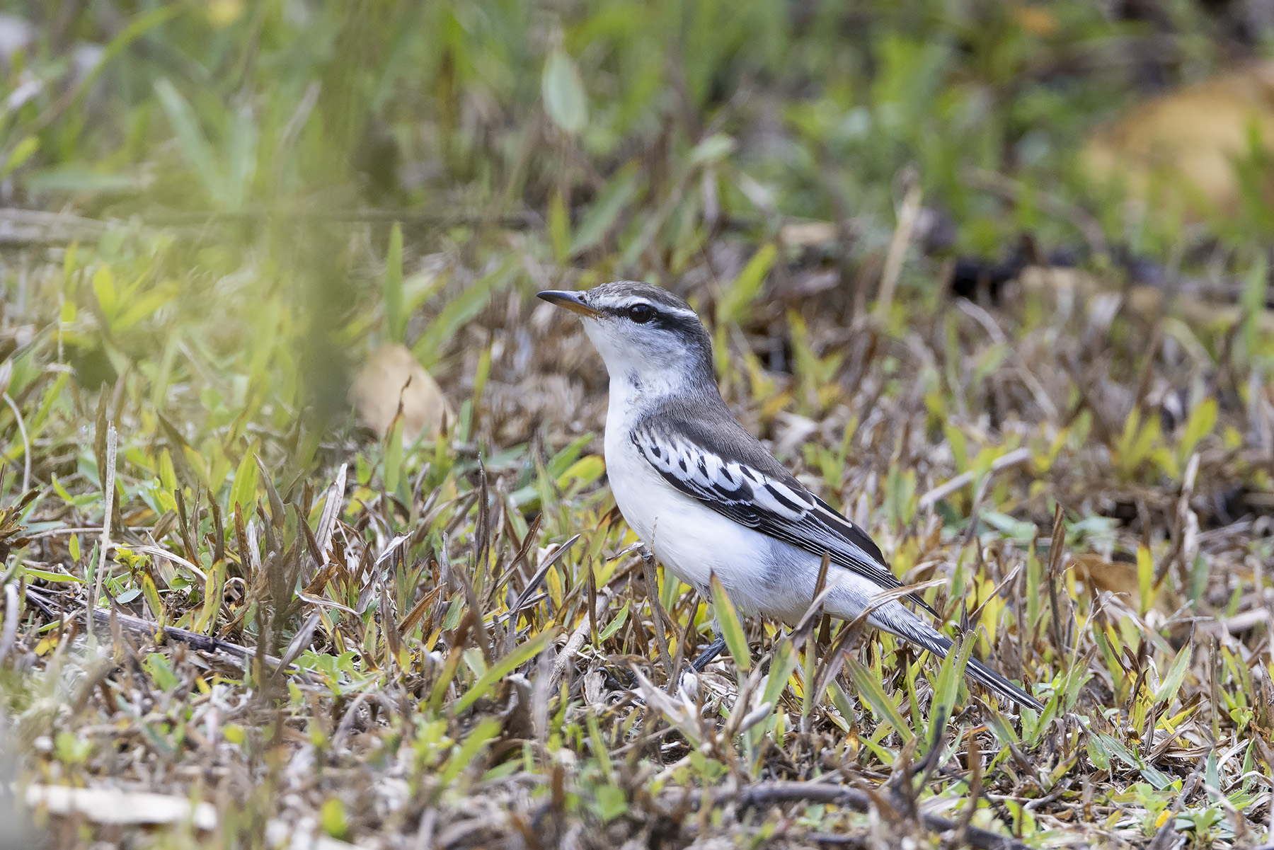 White-browed Triller (image by Dáni Balla)