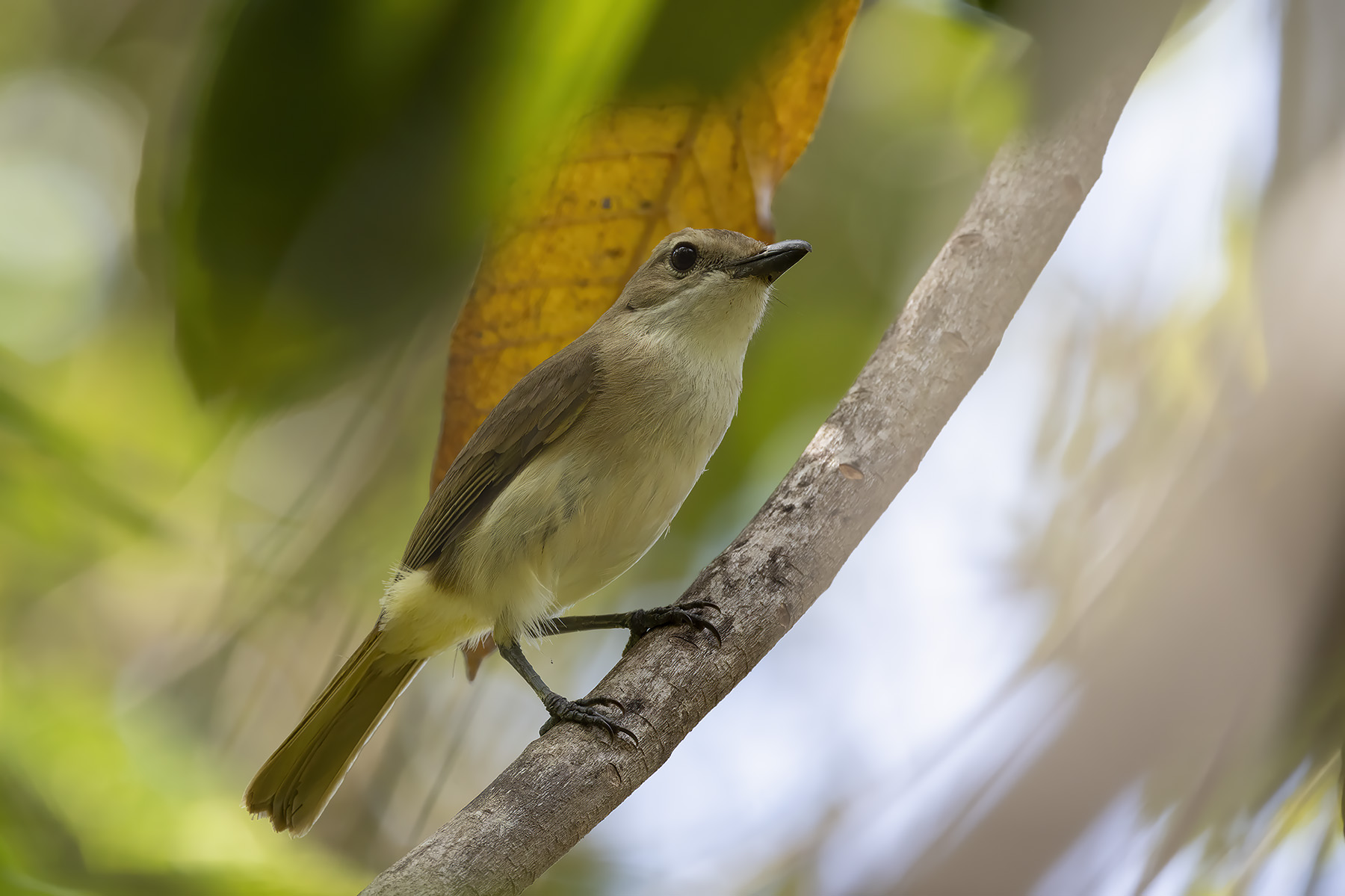 Yellow-throated Whistler ssp compar (image by Dáni Balla)