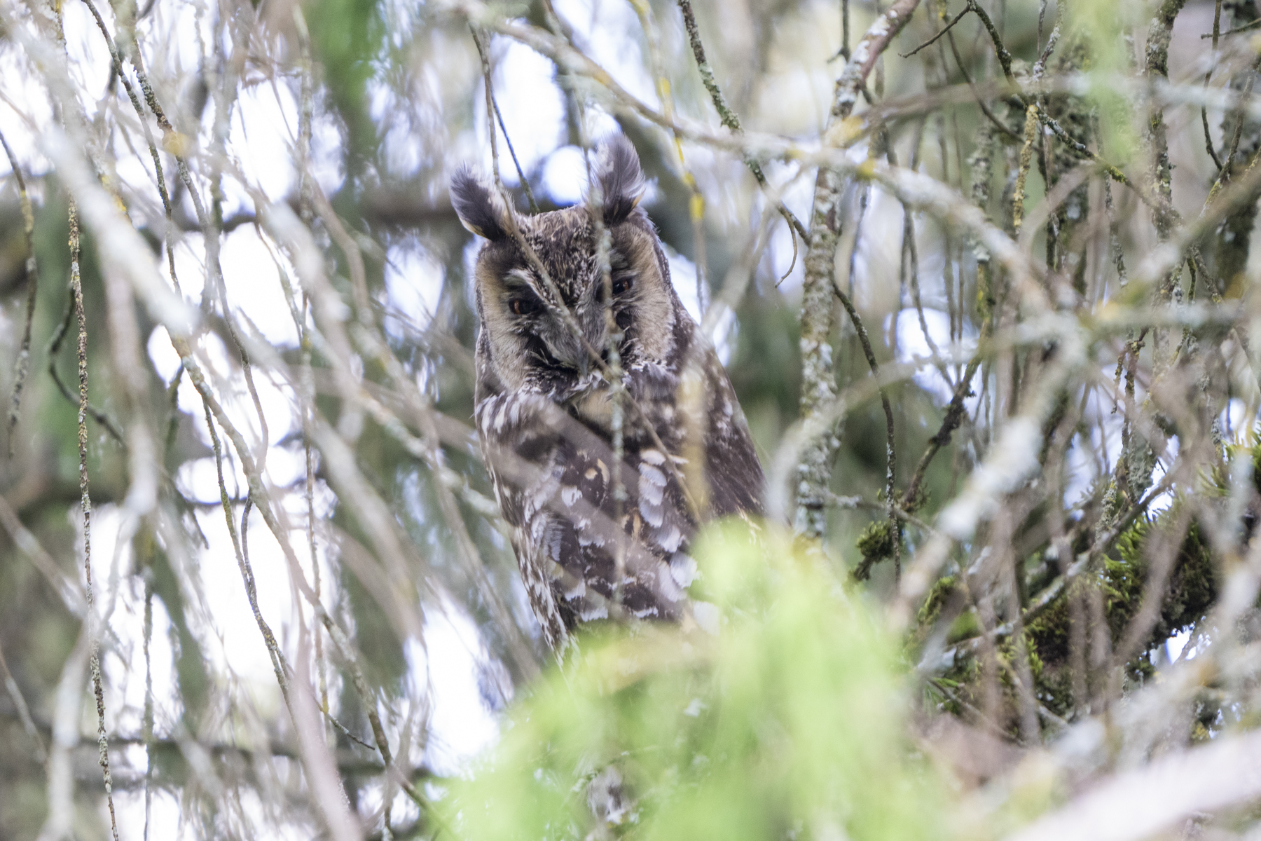 Abyssinian Owl (image by Mark Beaman)