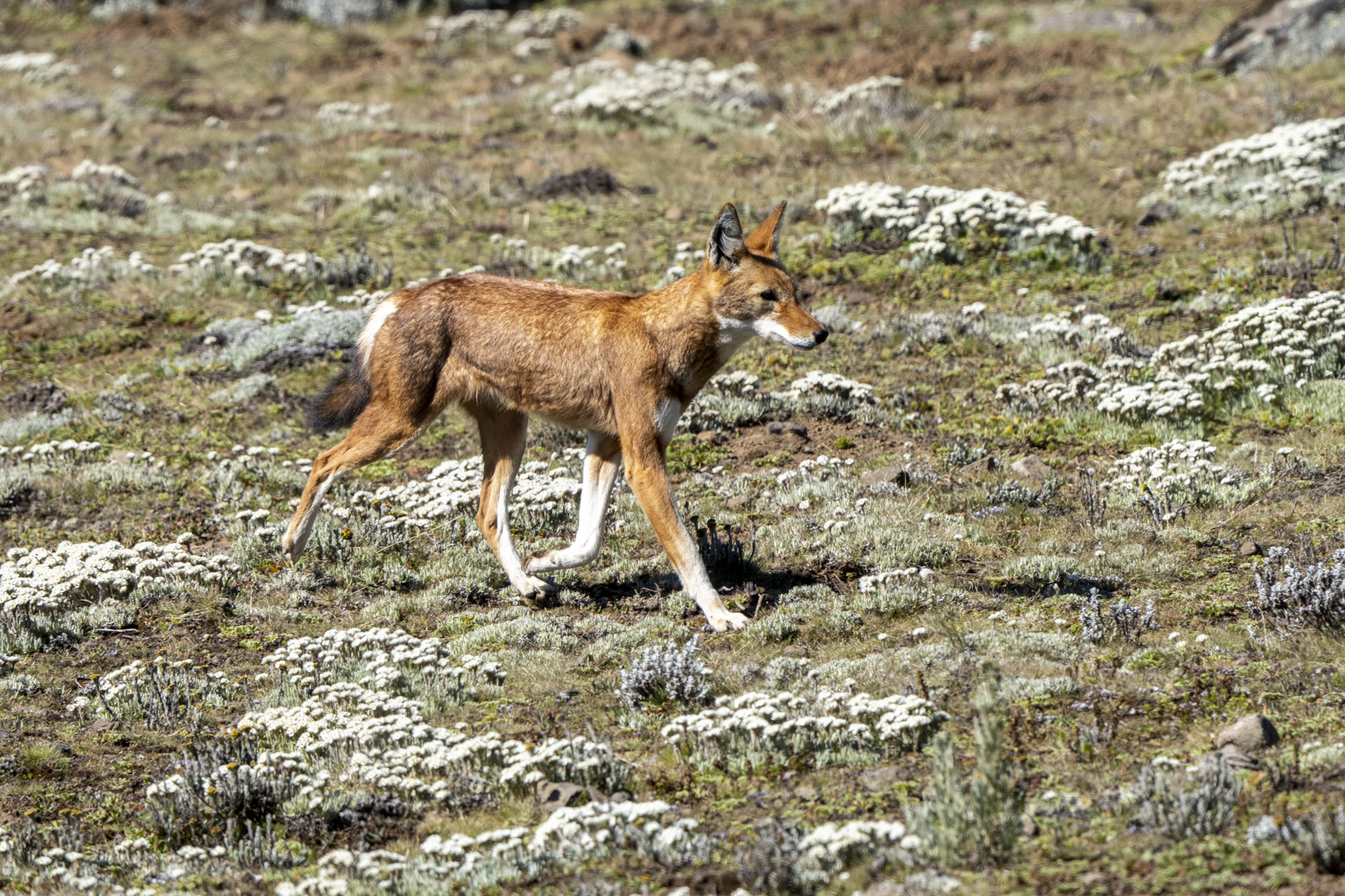 Ethiopian Wolf (image by Mark Beaman)