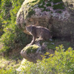IBERIAN LYNX & BIRDS OF SOUTHERN SPAIN TOUR REPORT 2023