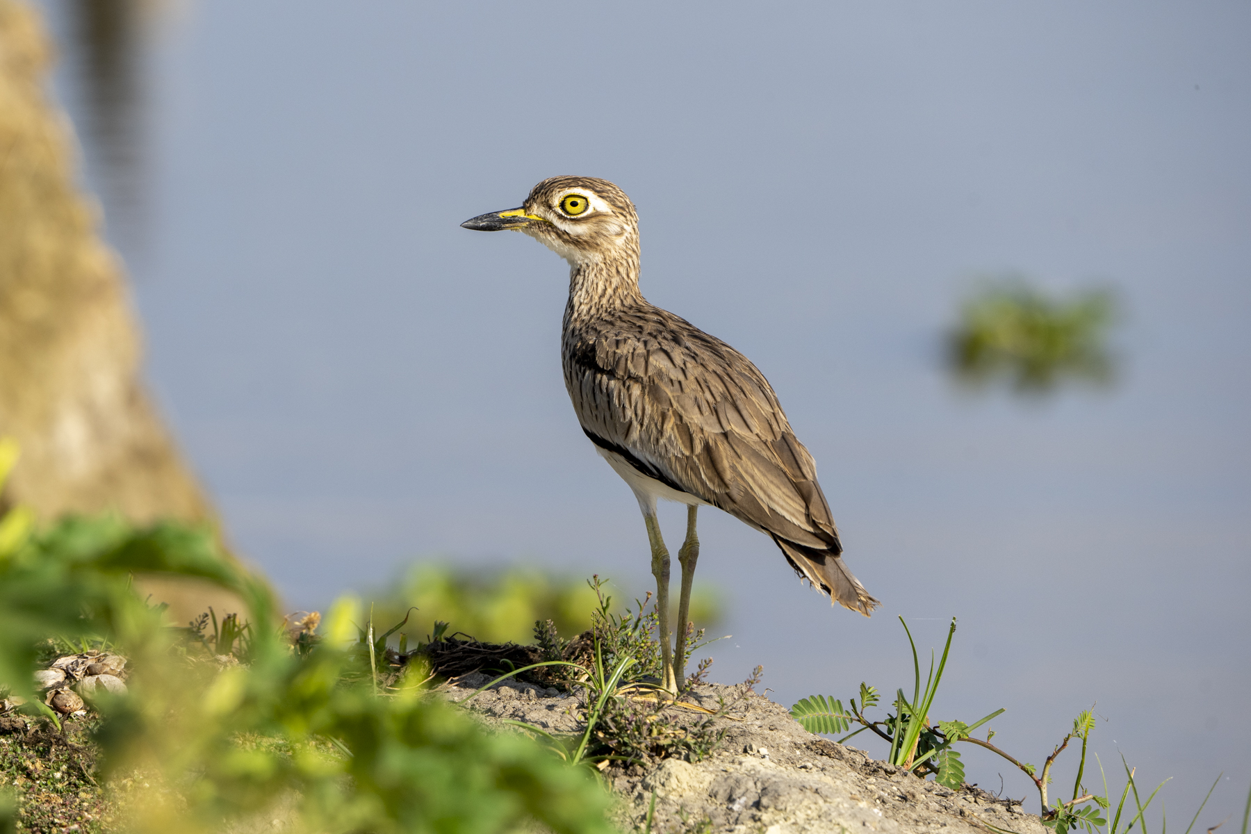 Senegal Thick-knee (image by Mark Beaman)