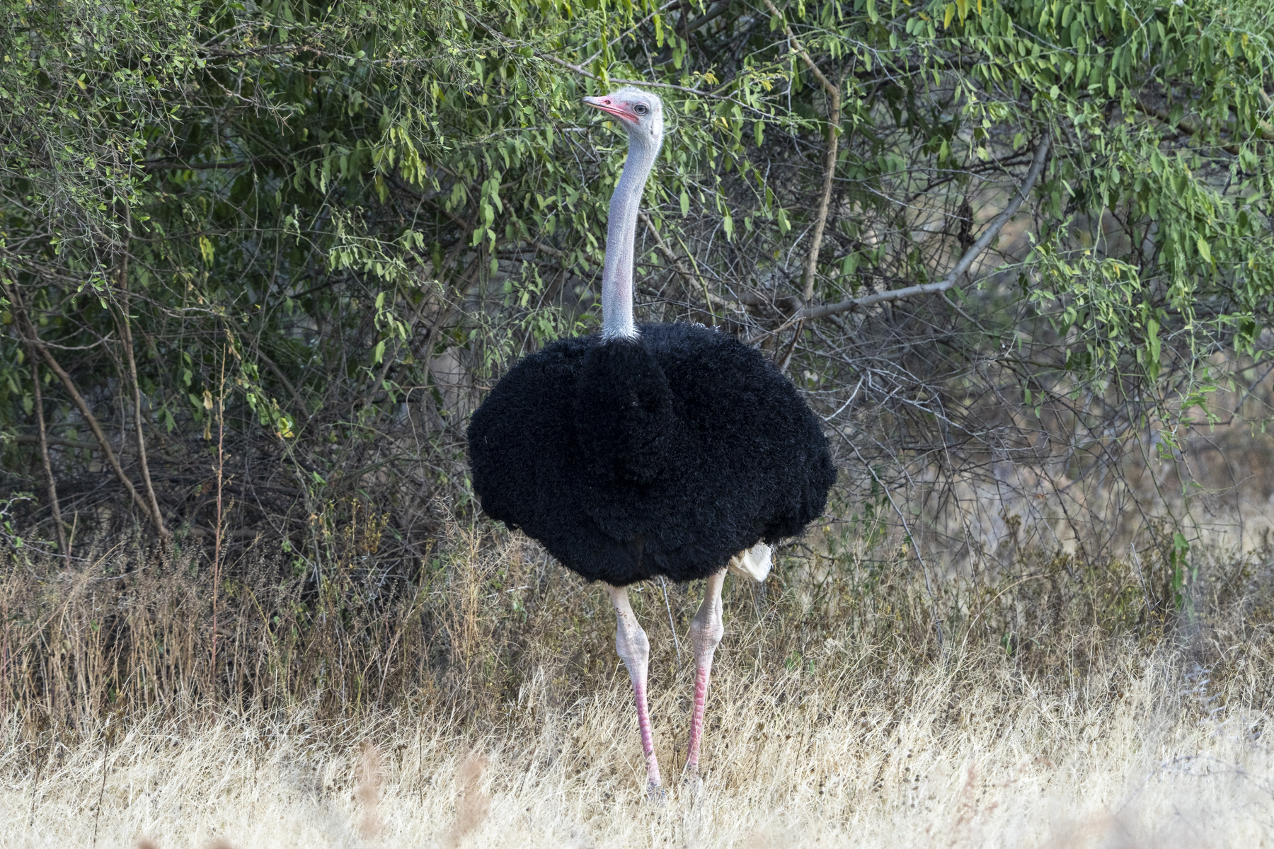 Somali Ostrich (image by Mark Beaman)