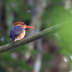 African Dwarf Kingfisher (image by János Oláh)