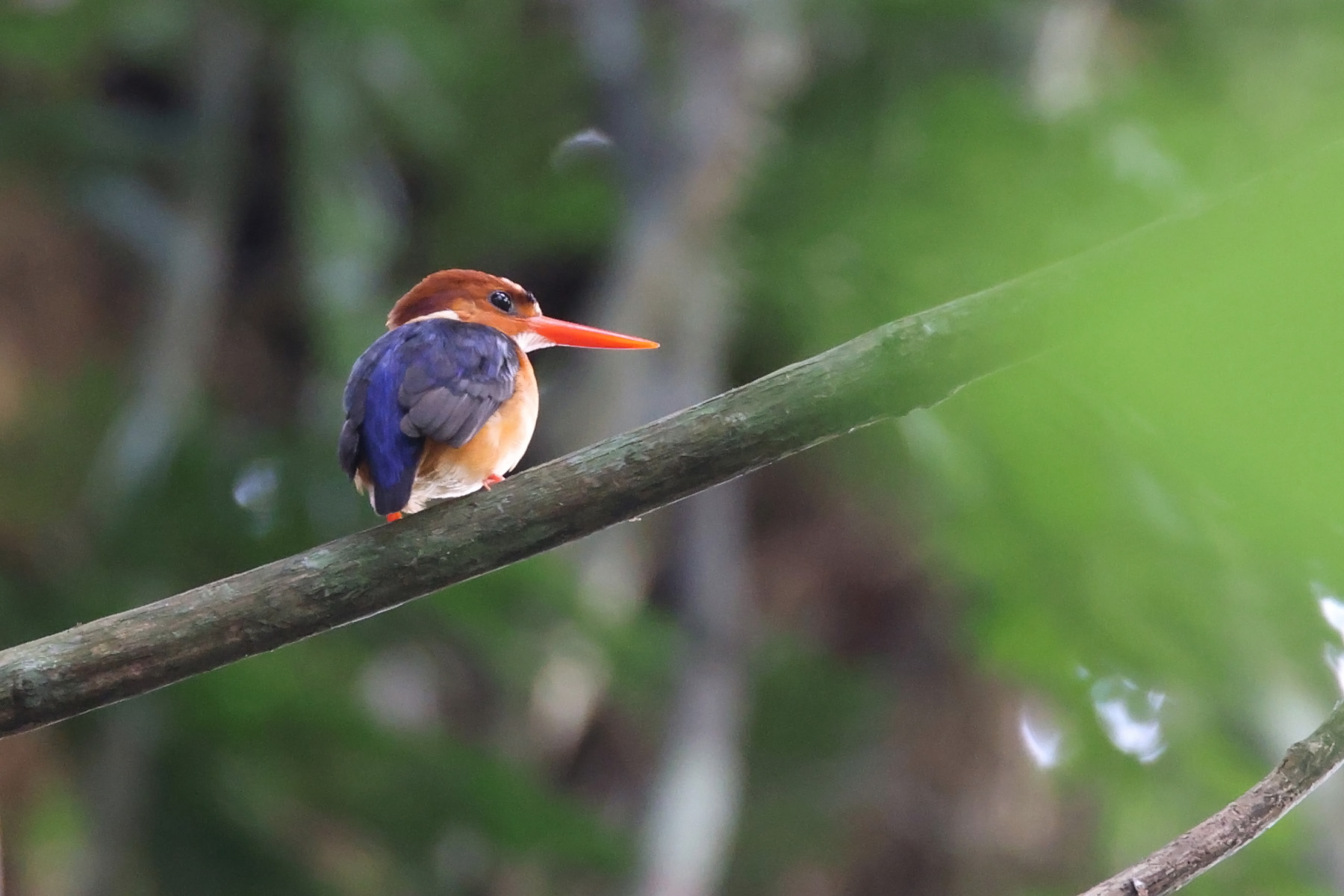 African Dwarf Kingfisher (image by János Oláh)
