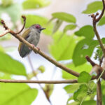 African Piculet (image by János Oláh)