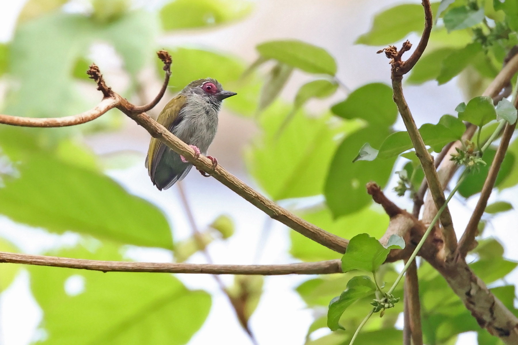 African Piculet (image by János Oláh)