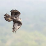 Ayre's Hawk-Eagle (image by János Oláh)