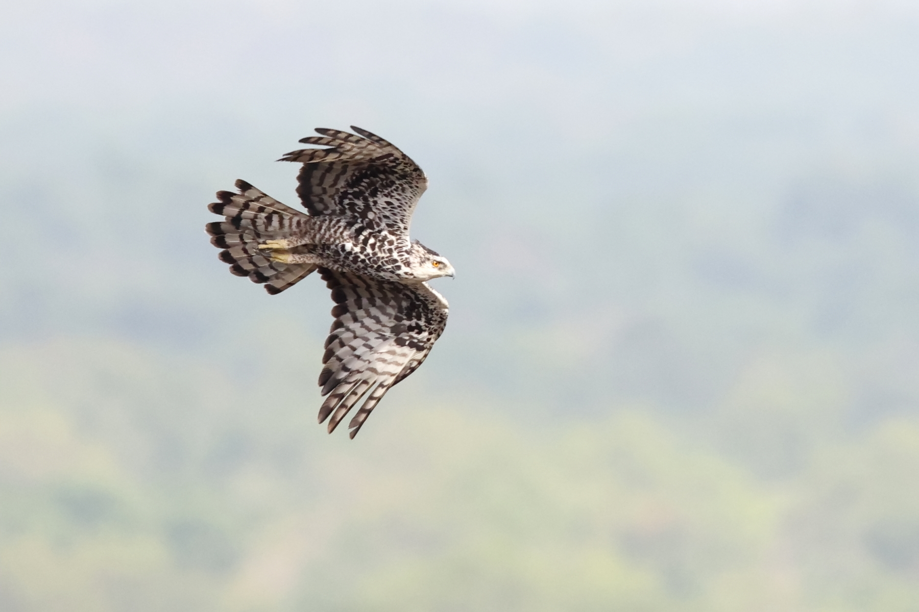 Ayre's Hawk-Eagle (image by János Oláh)