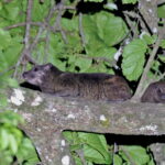Benin Tree Hyrax (image by János Oláh)