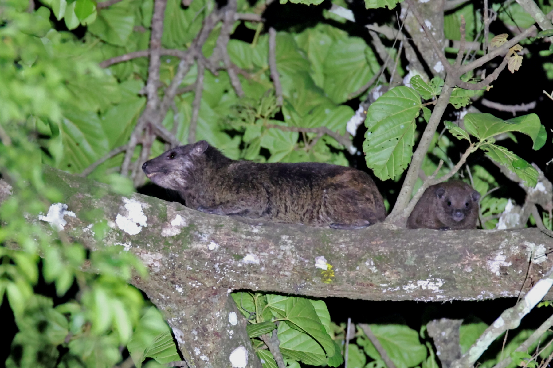 Benin Tree Hyrax (image by János Oláh)