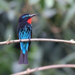 Black Bee-eater (image by János Oláh)