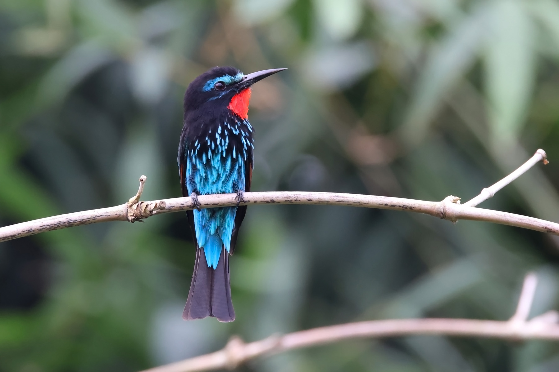 Black Bee-eater (image by János Oláh)