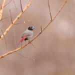 Black-faced Firefinch (image by János Oláh)