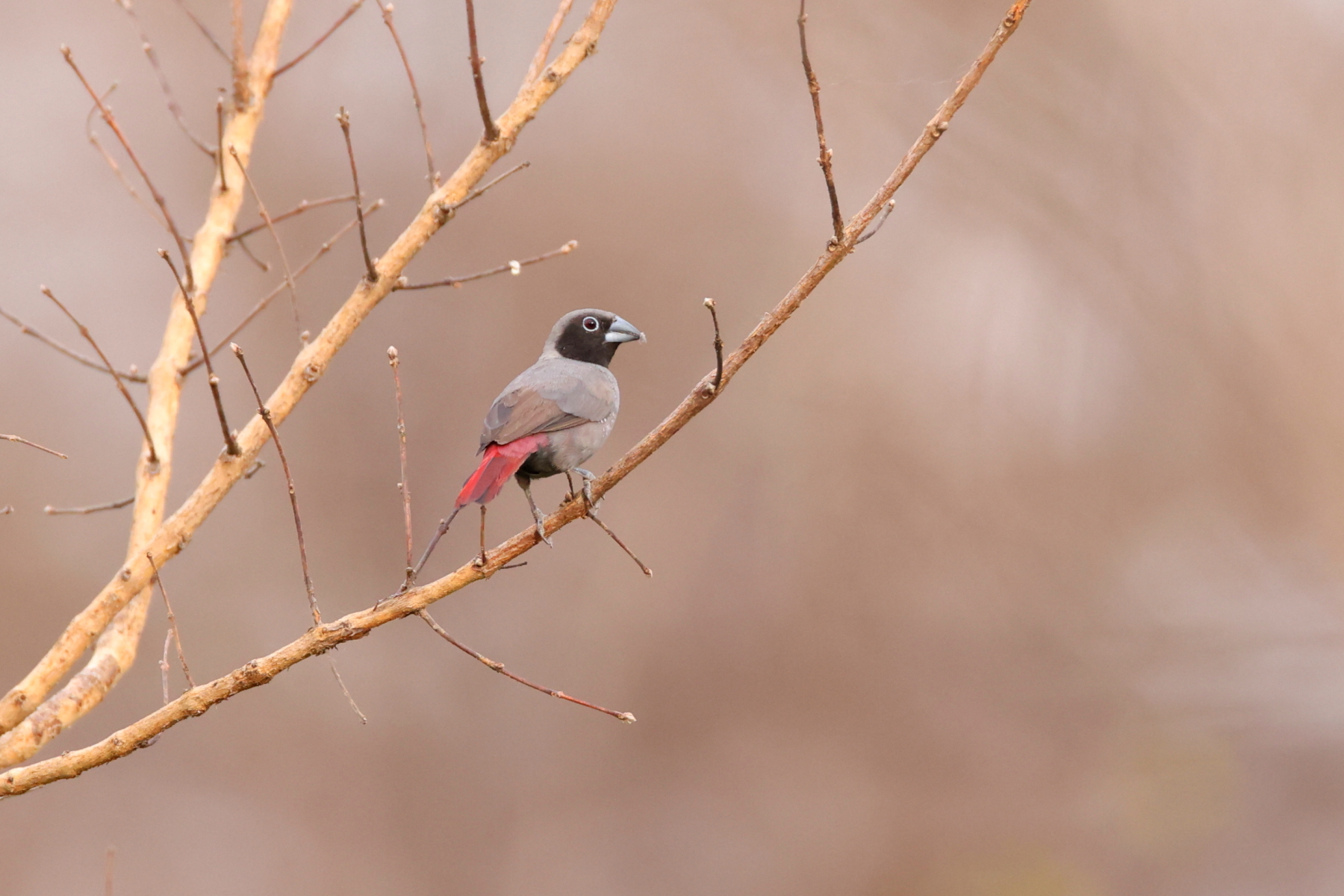 Black-faced Firefinch (image by János Oláh)