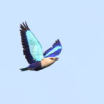 Blue-bellied Roller (image by János Oláh)