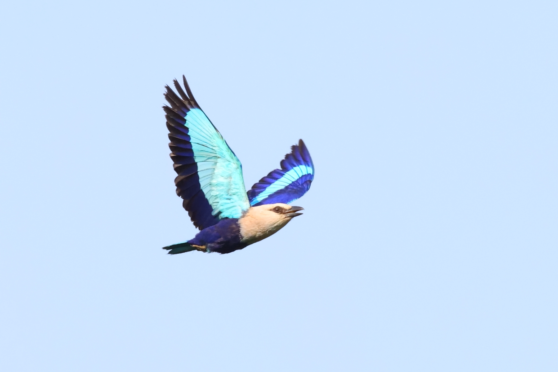 Blue-bellied Roller (image by János Oláh)