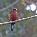 Blue-throated Roller (image by János Oláh)