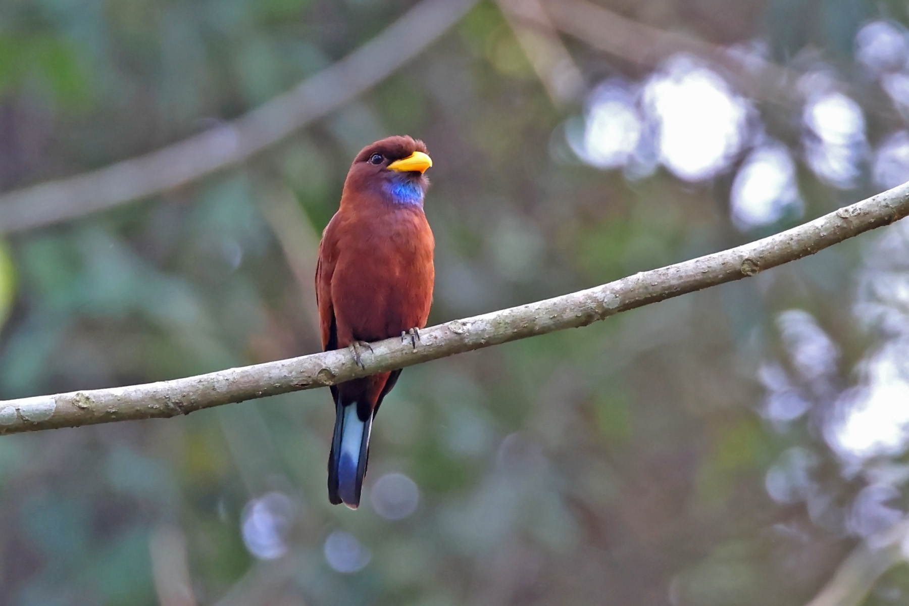 Blue-throated Roller (image by János Oláh)