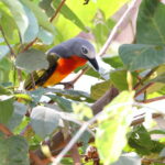 Fiery-breasted Bushshrike (image by János Oláh)
