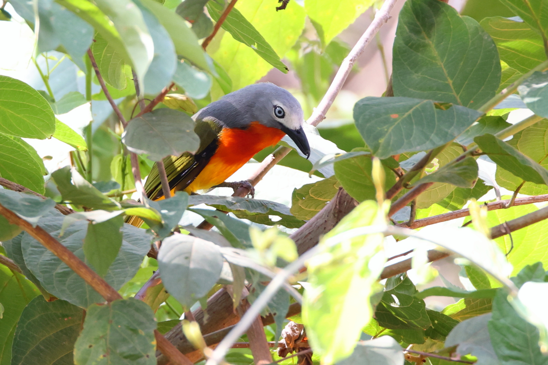 Fiery-breasted Bushshrike (image by János Oláh)