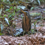 Dwarf Bittern (image by János Oláh)