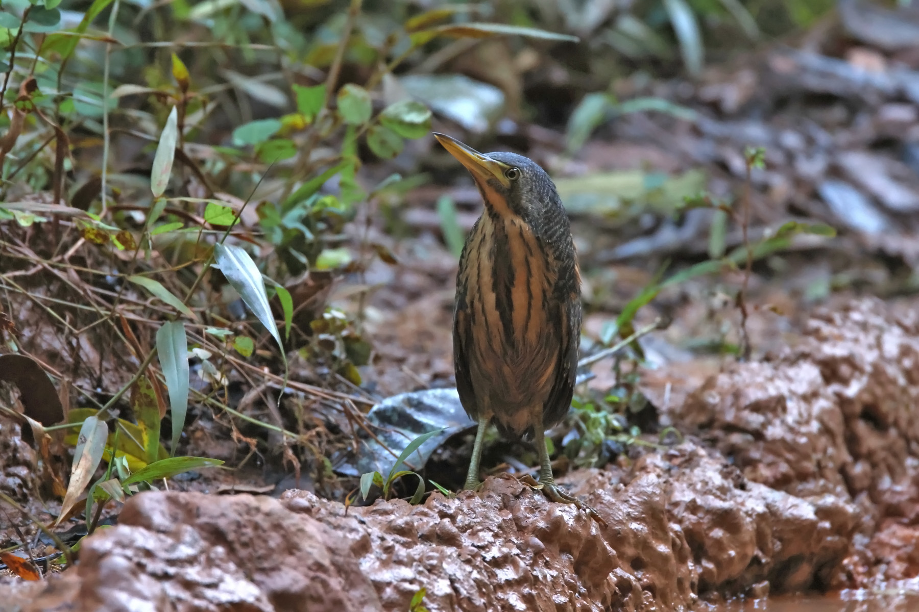 Dwarf Bittern (image by János Oláh)