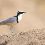 Egyptian Plover (image by János Oláh)