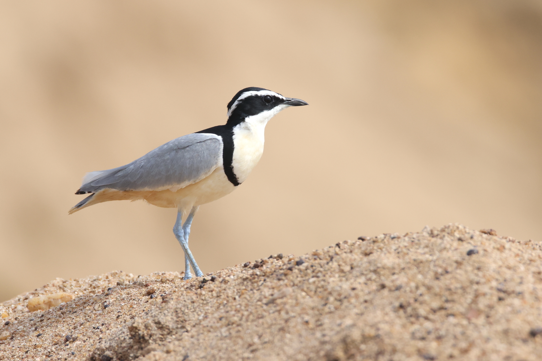 Egyptian Plover (image by János Oláh)
