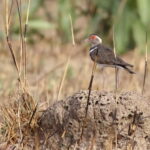 Forbes's Plover (image by János Oláh)